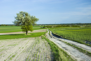 Fototapeta na wymiar Fields and meadows, country road and lonely flowering tree