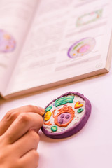 Model cells from plasticine 