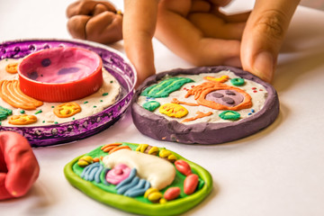 Plant and animal cells made from plasticine and plastic
