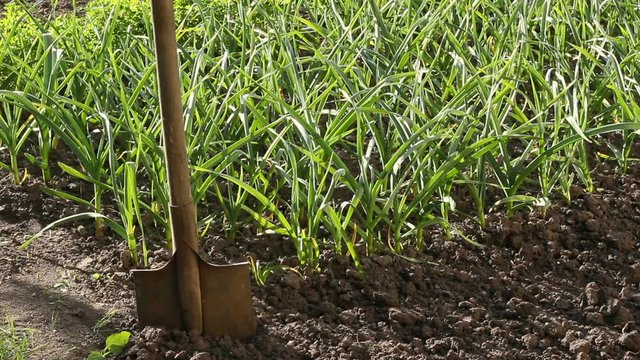 Shovel and garden with garlic or onion
