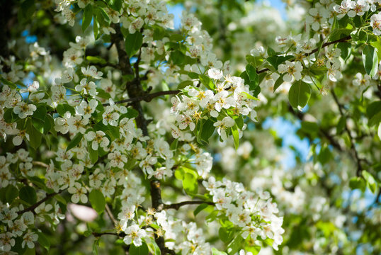Branches of a blossoming pear tree