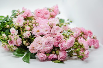 Pink miniature roses on white background 