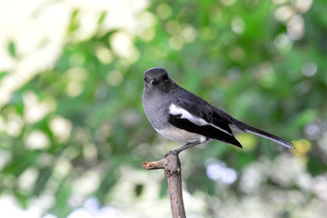 Oriental magpie robin