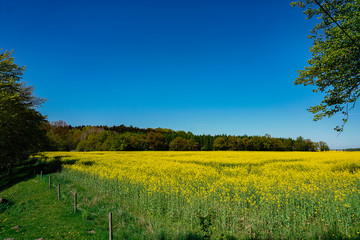 Obraz premium blühender Raps vor Waldgrenze