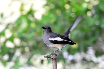 Oriental magpie robin
