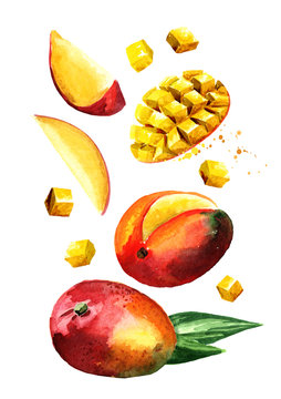 Flying Mango fruit with mango cubes, slices and leaves. Watercolor hand drawn illustration  isolated on white background