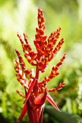 exotic tropical flower