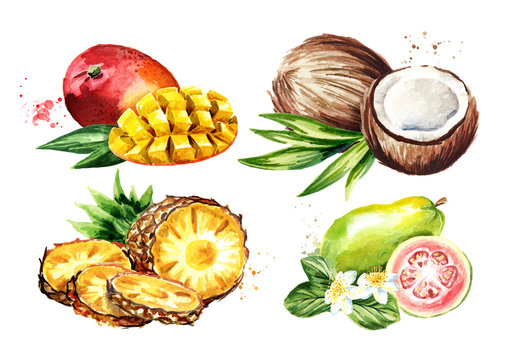 Tropical fruits set. Mango, coconut, guava, pineapple. Watercolor hand drawn illustration  isolated on white background
