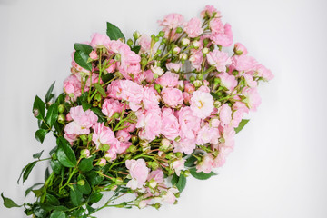 Pink miniature roses on white background 