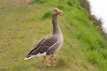 Greylag Goose on the canal bank.