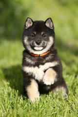 Beautiful healthy young shiba inu pup posing for my cameras