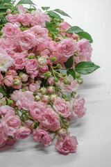 Pink miniature roses on white background 