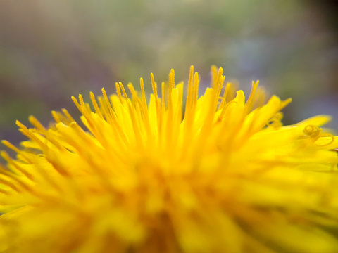 macro dandelion, yellow may flowers
