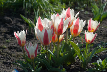 Tulipa greigii 'Authority' in early morning - 203903398