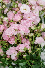 Pink miniature roses on white background 