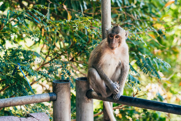 adult monkey sitting in a Park in Asia