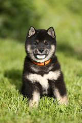 Beautiful japanese shiba inu puppy dog sitting in the garden against green natural background