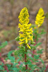 Yellow Corydalis (Corydalis lutea). Forest flower. Macro. Closeup.