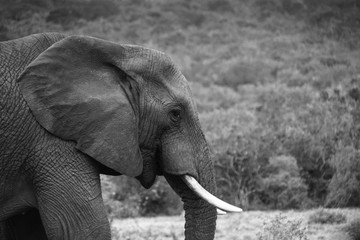 Elefant Hluhluwe Südafrika SW