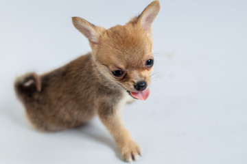 cute little dog on white background 