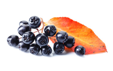 Black chokeberry isolated on white background.