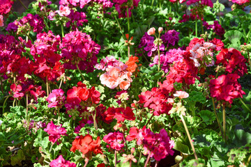 spanish pink geraniums