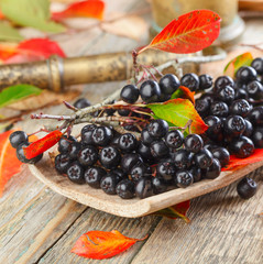 Aronia with autumn leaves .