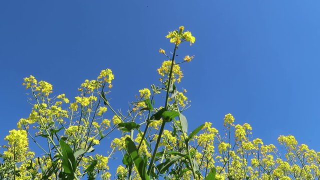 rape field