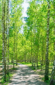 Fototapeta Birkenwald Weg