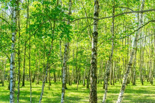 Birkenwald