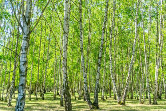Birkenwald