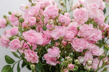 Pink miniature roses on white background 