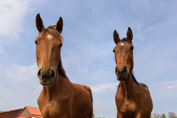 Two horses close-up on the background of the blue sky