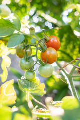 Fresh tomatoes in the garden