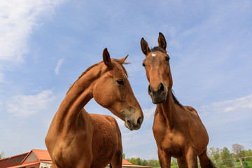Two horses close-up on the background of the blue sky