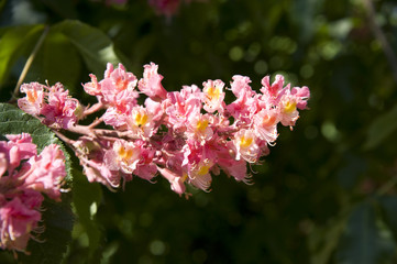 Kastanienblüte; rote Kastanie