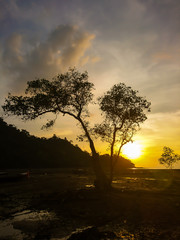  tree and sunset at Koh Bulone beach, Satun Thailand