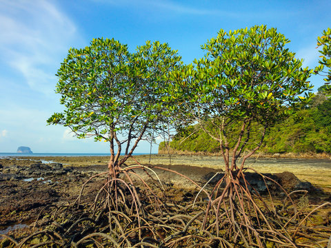 Mangrove tree at Panka Noi beach, Satun Thailand