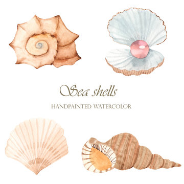 Sea shells with watercolor. Set of shells, sink with a pearl on a white background.