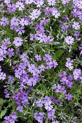 Fototapeta premium Aubrieta cultorum - fioletowe lub fioletowe drobne kwiaty. Piękne fioletowe kwiaty w tle
