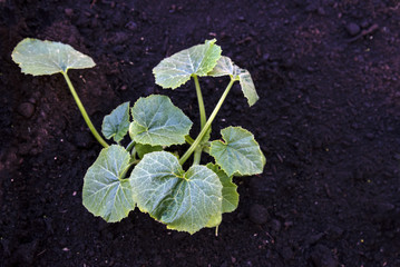 young zucchini plant is growing in dark brown soil, top view from above, copy space