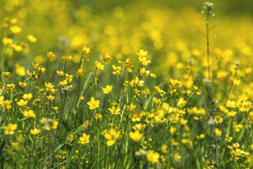 Obraz premium Yellow Ranunculus acris on the Spring Sunny Lawn
