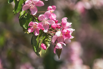 Fototapeta na wymiar Spring background art with Pink Apple Tree Blossom