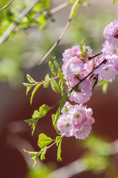 Closeup of pink flower clusters of an flowering plum or flowering almond in full bloom in spring