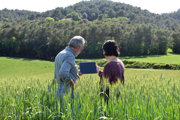Fototapeta na wymiar couple farmer in a wheat field