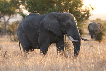 Fototapeta premium African elephant, South Africa