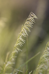 Wild flower in Patagonia, Argentina