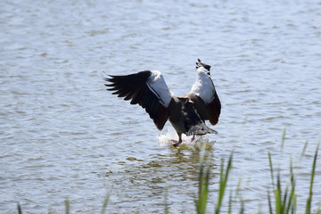 Goose landing in the water