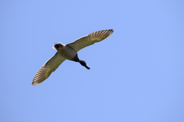 flying duck in front of blue sky