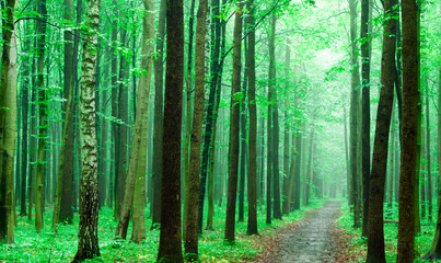 green forest